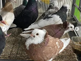 What breed are these/ are they ethical ?