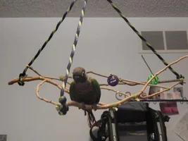 DIY Hanging/Swinging Perch