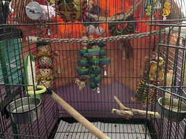 Spring Cage Setup!