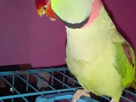 New Members in Family