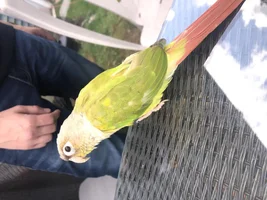 Is she okay?(spots on feathers)