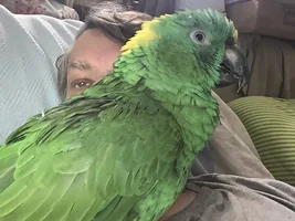 Bingo's prognosis is guarded.