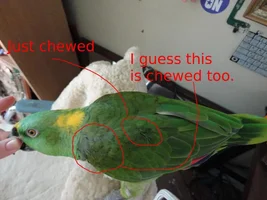 Chewing problem :(