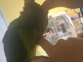 Budi Conure is MOCKING ME