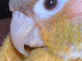 Beak Injury?