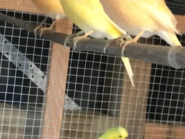 Scaly mites, or regular canary scales