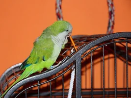 Quaker possessed with me