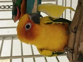 Meet Sunnie