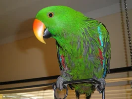 Here's pics of Mac
