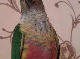 give me pictures of your parrot and I'll draw them!