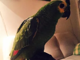 Question about BF Amazon