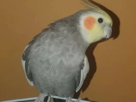 Texas Tiels Thread.