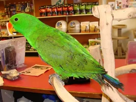 New Member with 7 1/2 yr old Male Eclectus