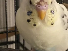 Rough Molt?