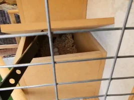 my Ekkies laid 3 eggs is that a good sign ?