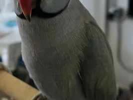 Indian Ringneck Parrot bleeding from his cheek (right side of his face). Vet said nothing's wrong.