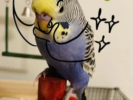 Budgie_Addicted's art gallary *TAKING REQUESTS*