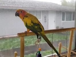 Does your bird like to watch the snow fall?