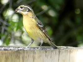 Amazing wild bird visitors!