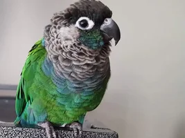 Friendly conure won't step up or play with toys