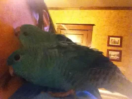 My new linnie babies
