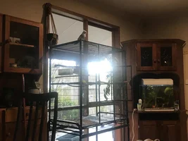 Hannah's little Parrots thread 🦜