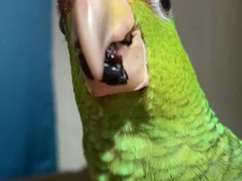 traveling with pet bird!