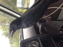 Travelling Parrot?