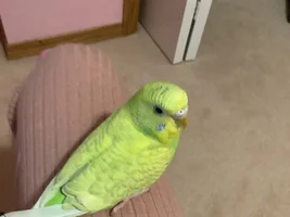 What should my new beloved budgie name be?