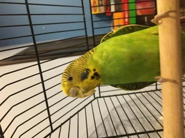 Weird looking beak