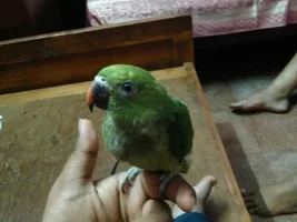 Baby parrot