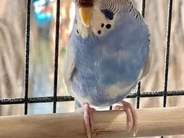 How rare is my bird? (rarest mutation wins!)