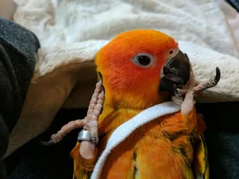 what is your favorite conure species and why?