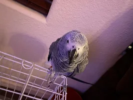 African Grey still sick!