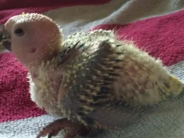 New to this site!😊🐣
