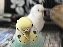 My budgie, Chicken Noodle Soup