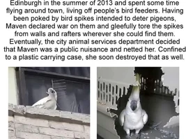The best Bird meme!!