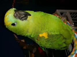 kiwi doesn't seem like a kiwi