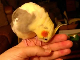 New Sun Conure parent