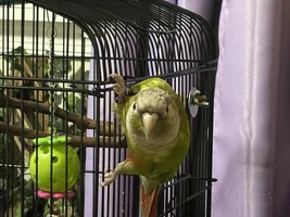 Baby conure wants attention?
