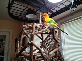 Bently's Story