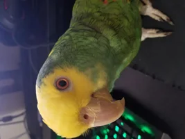 Help needed! parrot feather bronzing or wear and tear ?