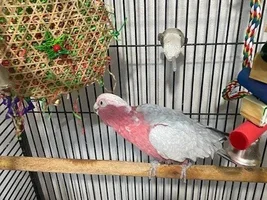 RIP to the best bird i have owned