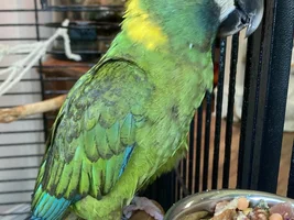 Beautiful 8 month Yellow Collared Macaw Ether