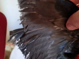 Molting or plucking