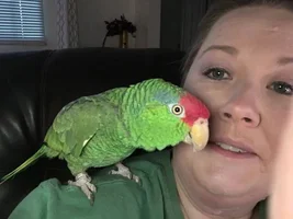My Watch Parrot