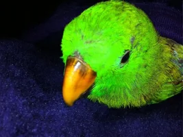Picking up Oscar in the morning, But there is a problem!