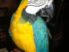 Blue and Gold mommy