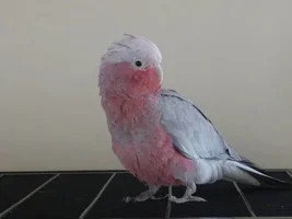 Hello :)