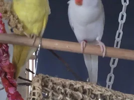 And then there were two....